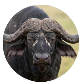 Cape Buffalo