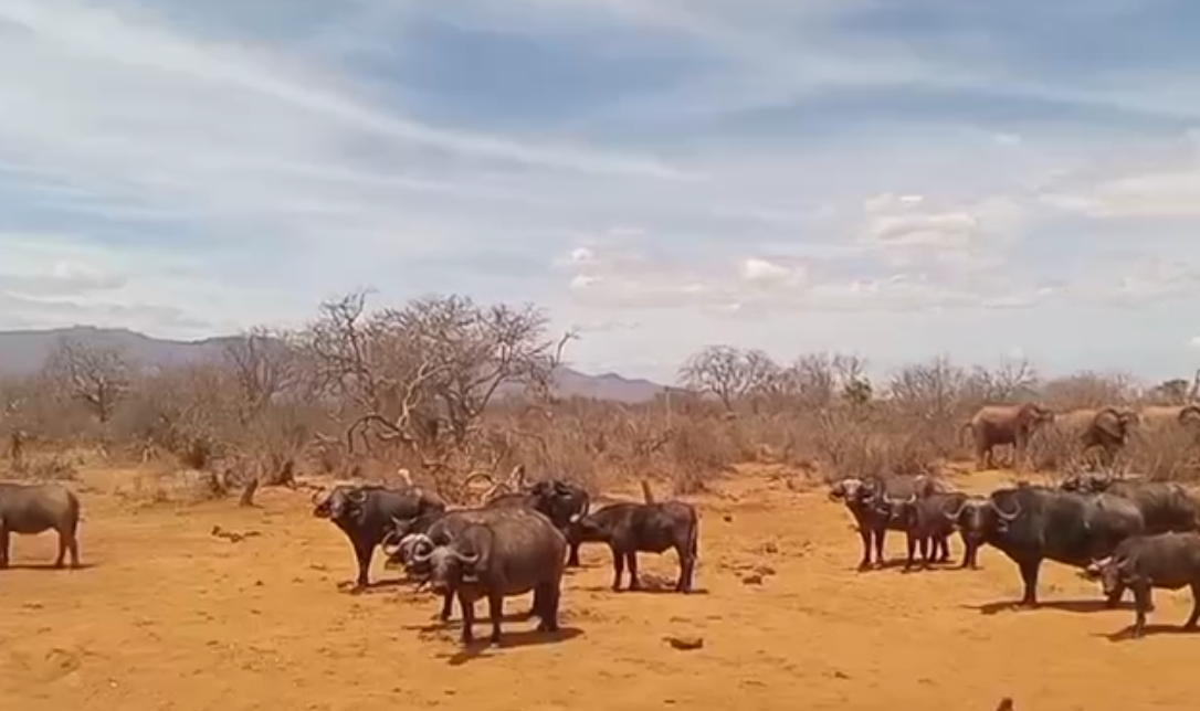 Wildlife gathering near waterholes in Tsavo