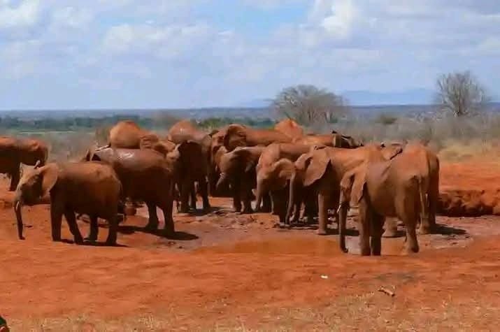 Saving Thousands of Elephants