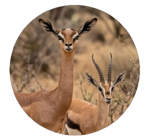 Gerenuk & Gazelles