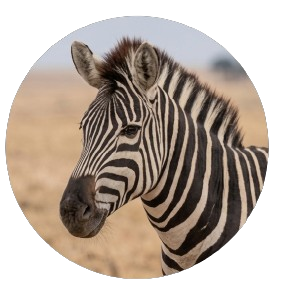 Plains Zebra
